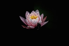 黑暗,粉紅色,花