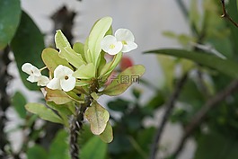 自然,植物區(qū)系,花