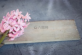 風(fēng)信子,花,粉紅色