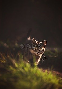 猫,徘徊,花园