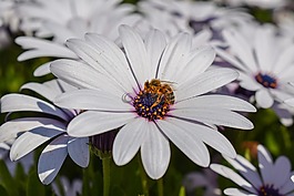 非洲雛菊,蜜蜂,自然