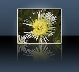 黃色,花,自然