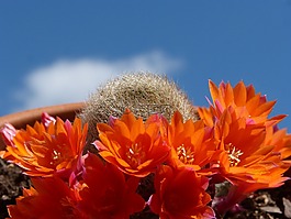 仙人掌開(kāi)花,花,天空