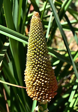 kniphofia,花,性质