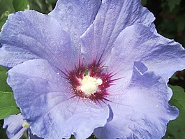 槿,紫色,花