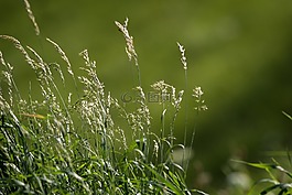 草地,草,綠色