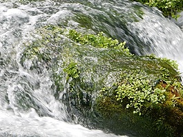 水,石,苔