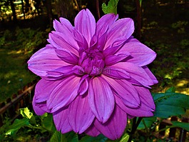 熱粉色,花瓣,開花
