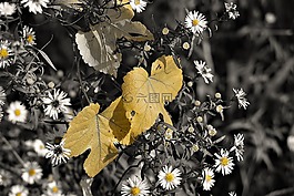 葉子,秋季,雛菊