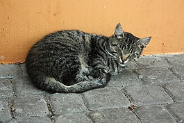 猫,小猫,严重性