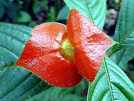 花,psychotria,紅色的嘴唇