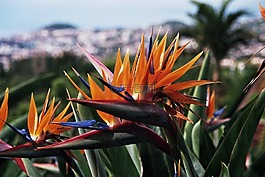 马德拉,植物园,鹦鹉花