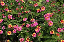 鮮花,粉紅色,黃色