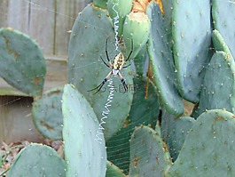 蜘蛛網(wǎng),黑色和黃色argiope,金蛛aurantia