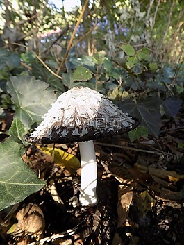 蘑菇,秋季,性質(zhì)