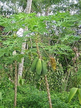 木瓜,樹,廠