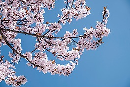 粉紅色,花,盛開