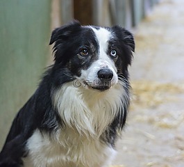 狗,邊境牧羊犬,動物