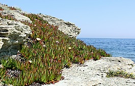 科西嘉,假日,海