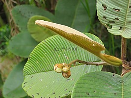 廠,葉子,異國情調(diào)