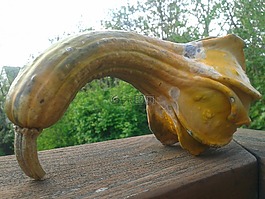 葫蘆,秋天,南瓜