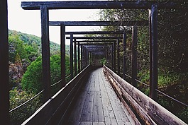 山,樹,植物