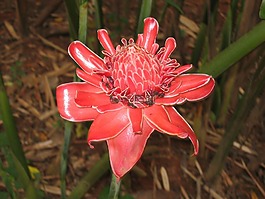 etlingera 姜,開花,姜