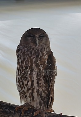 貓頭鷹,brownowl,sleepingowl