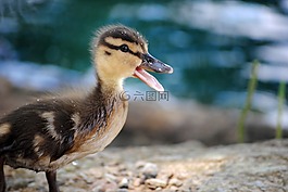 鴨,鴨子,嬰兒