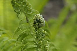 蕨類,綠色,詳細(xì)