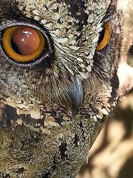 貓頭鷹,brownowl,bigeyes