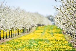 黃色,鮮花,花園