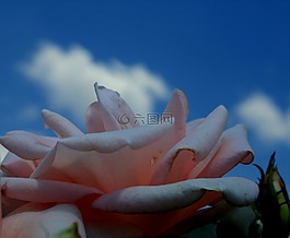 玫瑰,花,盛開