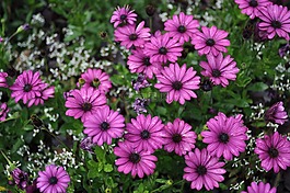 野生花,雛菊,春天