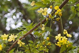 鮮花,花,黃色