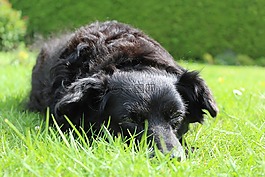 狗,黑色,動物