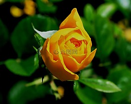 芽,玫瑰,花