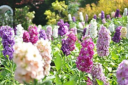 野生花,春天,花園