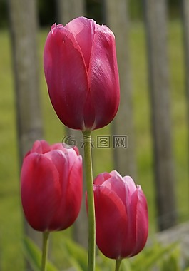 郁金香,紅色,花園