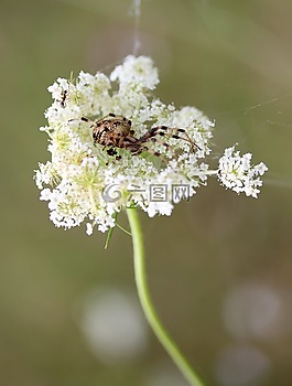 蜘蛛,花卉,白