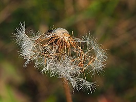 带露,蒲公英,褪色