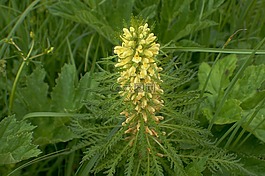 虱草,馬先蒿foliosa,花