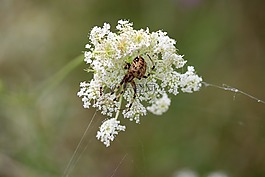 蜘蛛,花卉,白