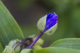 三個主花,紫露草,神眼