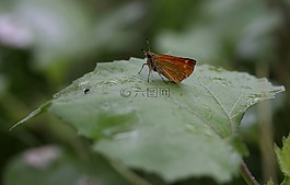 蝴蝶,布朗,葉