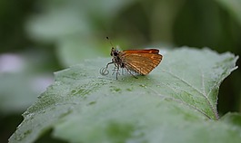 蝴蝶,布朗,葉
