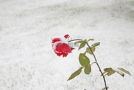 玫瑰,blackrose,雪