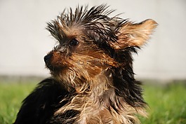 狗,约克夏犬,寻找