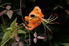 土耳其人的章莉莉,百合 martagon,开花