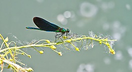 蜻蜓,昆虫,蓑羽